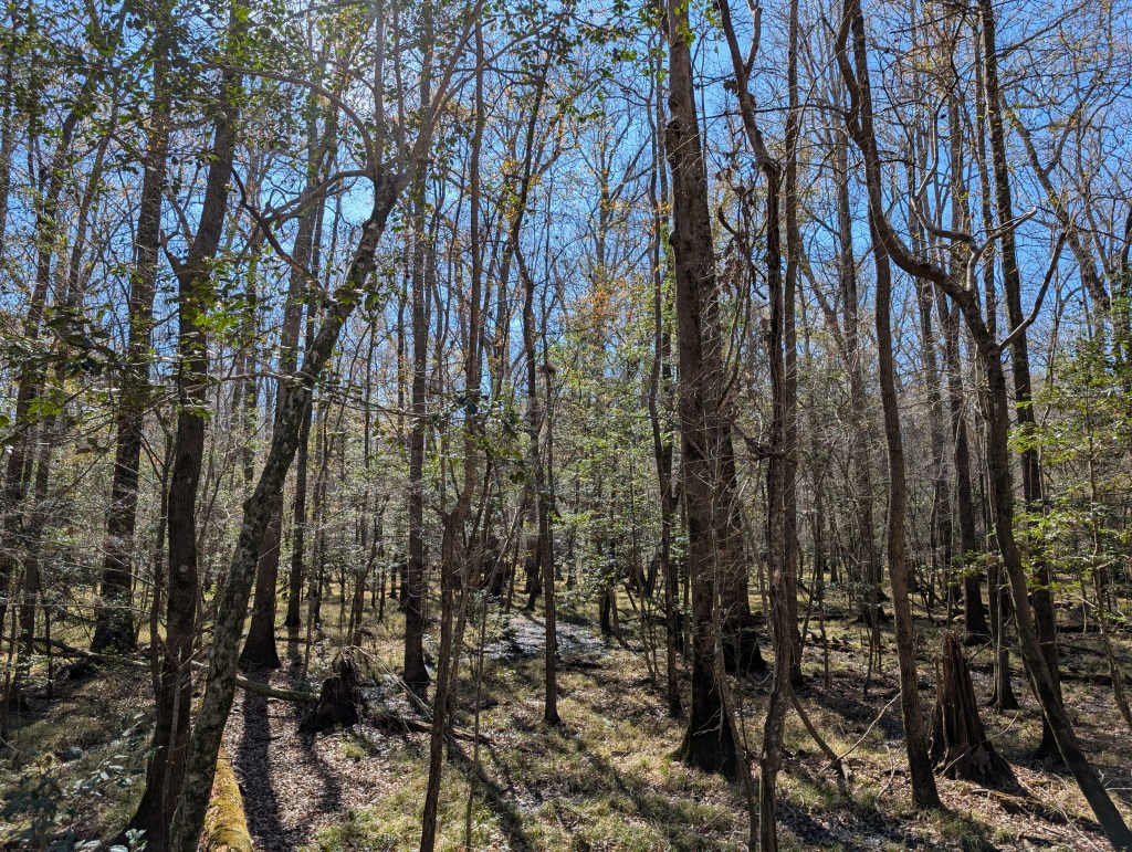 Congaree National Park,&nbsp;SC